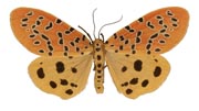 Argina pulchra